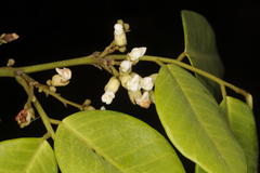 Dalbergia rubiginosa